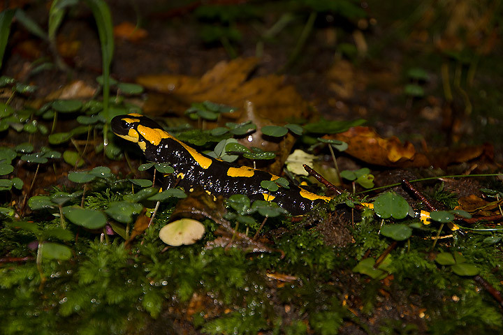 Salamandra dall''Appenino - Salamandra salamandra gigliolii